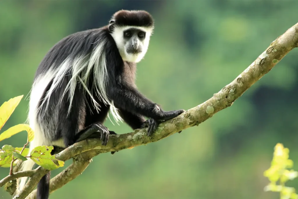 Geoffrey's Travels - Colobus monkey in Rwanda