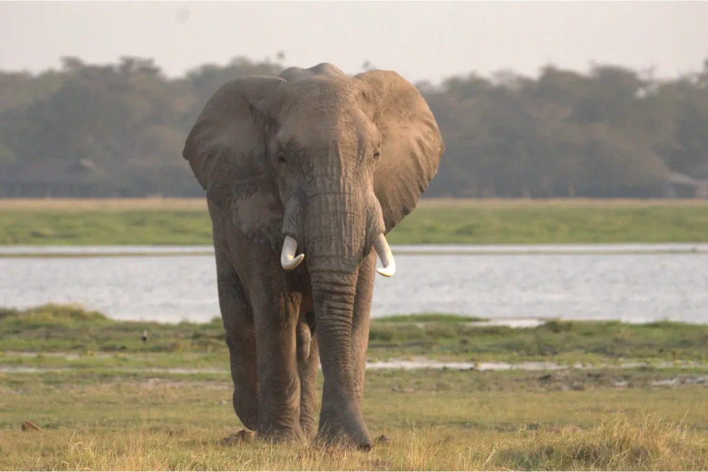 Tsavo West and East safari - Geoffrey's Travels - Destination Management - Elephants in Tsavo National Park