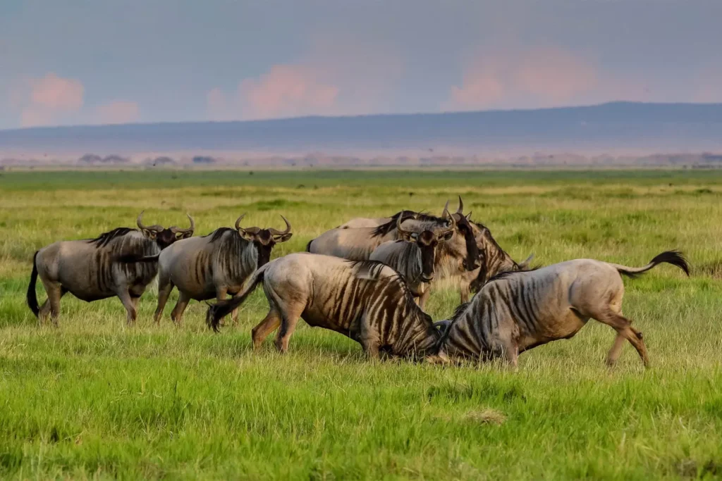 Geoffrey's Travels - Destination Management - Wilderbeest in Serengeti National Park