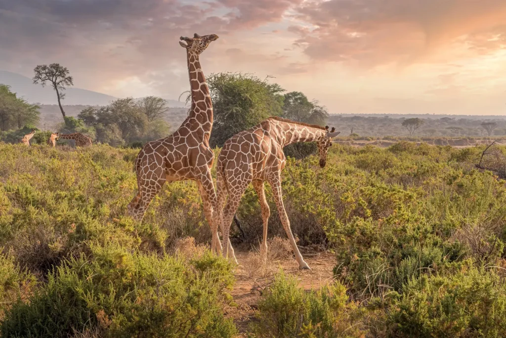 Geoffrey's Travels - Giraffes in Maasai Mara National Park