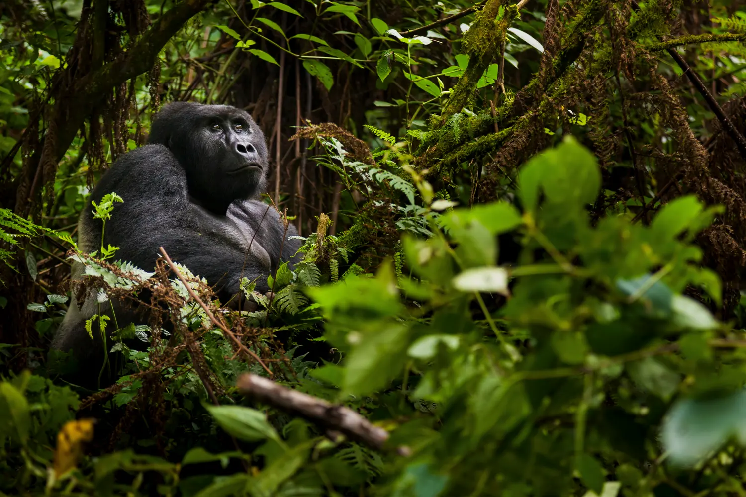 Gorilla Trekking Uganda - Geoffrey's Travels - Gorilla Trekking 1