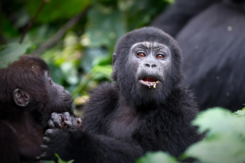 Geoffrey's Travels - Gorilla Trekking 2