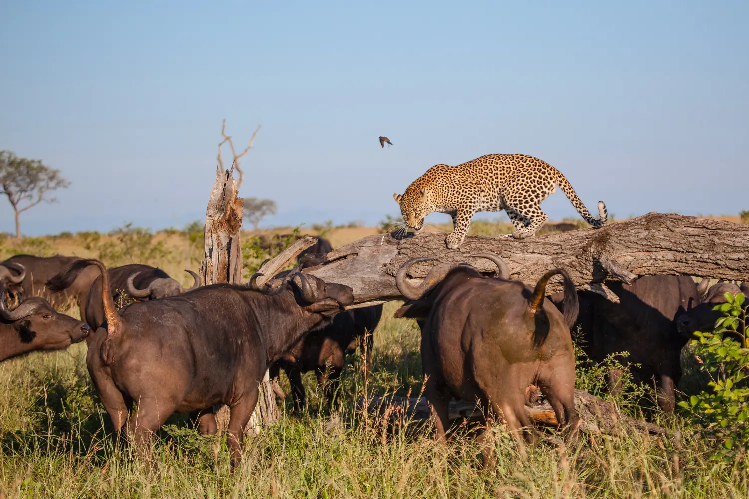 Geoffrey's Travels - Leopard hunting in the Maasai Mara National Reserve