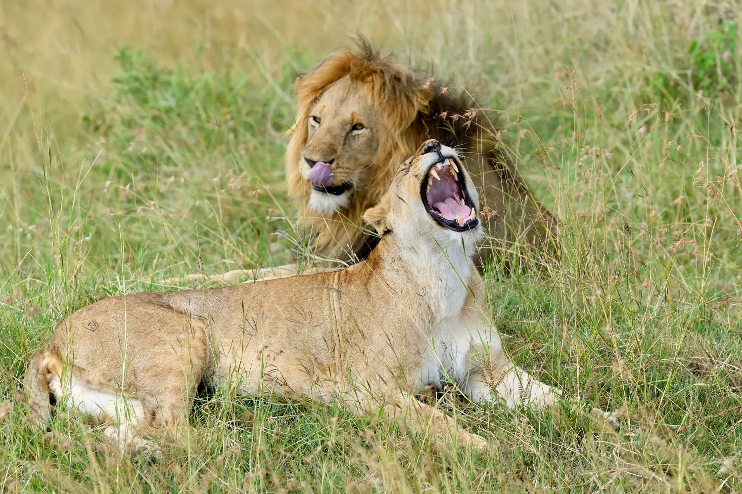 Ultimate East Africa Safari - Geoffrey's Travels - Lions in the Maasai Mara National Reserve 3