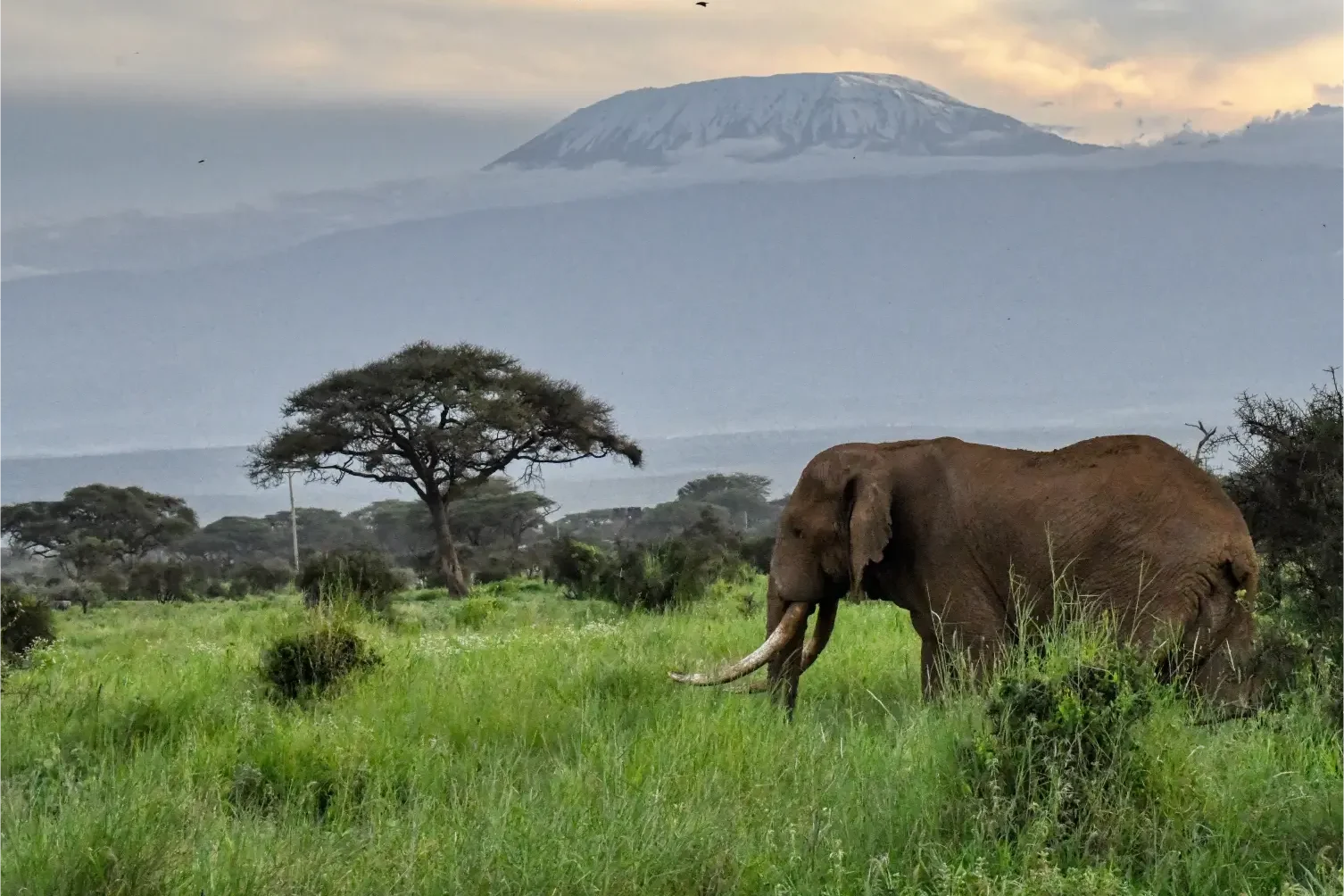 Elephant in Amboseli Mount Kilimanjaro - Travel with Geoffreys Travels - Kenya rhino safari