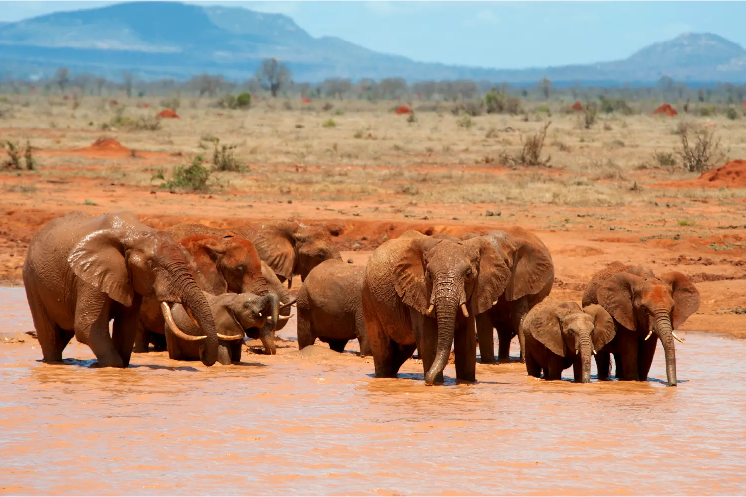 Amboseli, Tsavo West and East safari - Geoffreys Travels